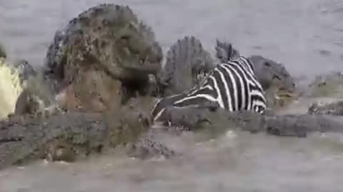 A zebra caught in a crowd of crocodiles