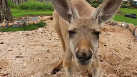 A kissy kangaroo from Long-legged Oba