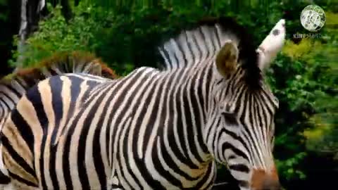 Beautiful Zebra Striped Horse Video || Zebra Striped Horse & Nature || Heart