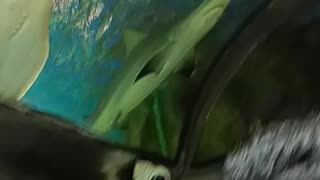 Shark in aquarium