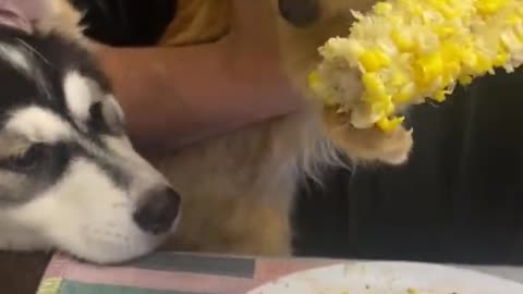 Kitten Chows Down on Corn on the Cob