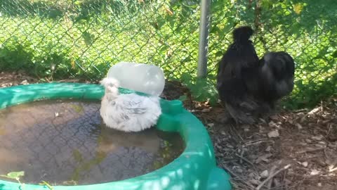 Silkie Chicken Pretending to be a Duck