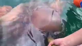 Giant Jellyfish Caught, Cut By Fishermen