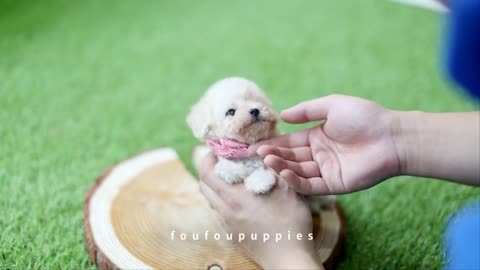 Adorable Cream Poodle True Doll Face dogcastle Teacup Puppies