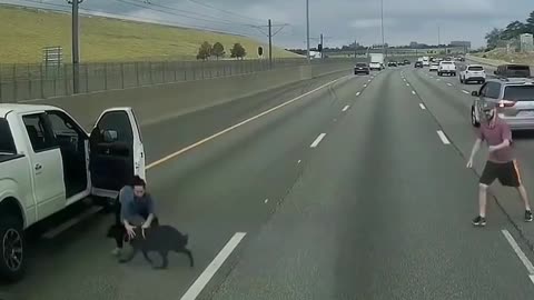 dog jump from runnig car