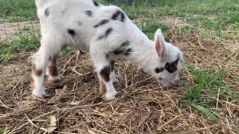 cute baby goats
