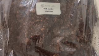 Pink Oyster Mushrooms grow kit breakup mycelium bad?@mycolabsusa4478 #mycology #mushrooms