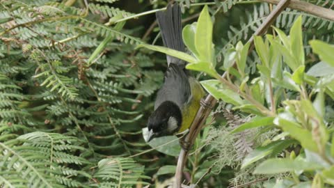 Colombia with Speyside Wildlife