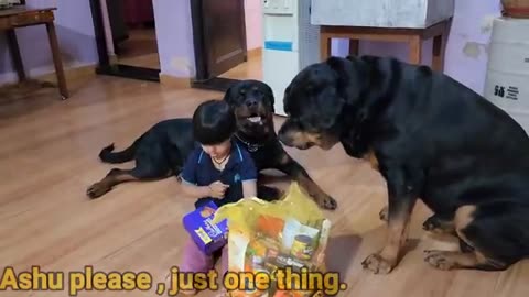 cutest friendship ever | baby and rottweiler | the rott new video | #dog