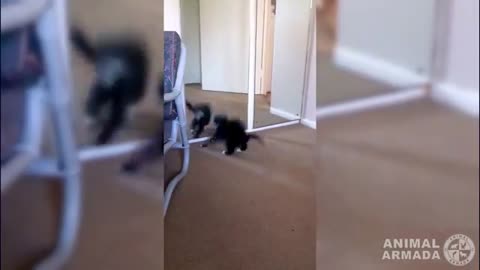 Cats vs Mirrors - cats fighting, dancing and moving to their reflection_Cut