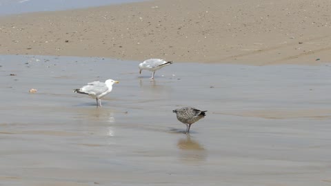 Seagulls Landed On Beach , Worms Attacker