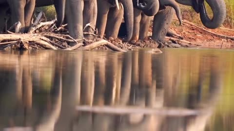 Elephant hathi elephant water