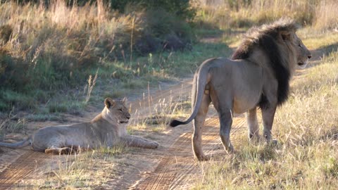 King Lion and his Liones getting the sun