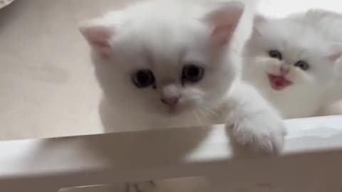 Cute cats video compilation 116