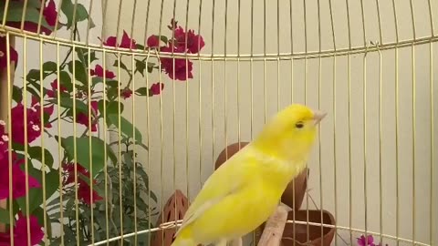 cute canary in cage singing melody