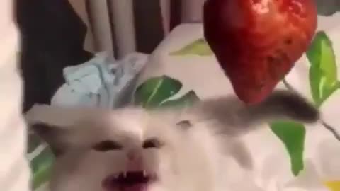 FUNNY, CAT EAT STRAWBERRY