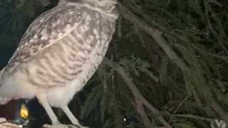 Burrowing owl defecates