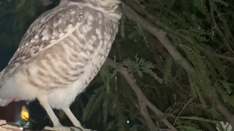 Burrowing owl defecates