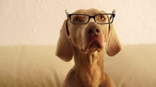 Dog looking smart wearing glasses