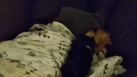 Shiba Inu playing with long Hair Chihuahua