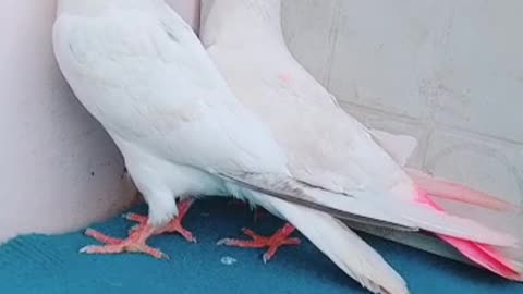 Parvaazi pigeon for sell