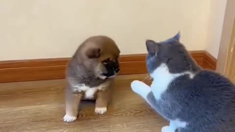 Cat and dog Funny video