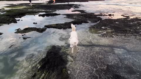 Dogs - how beautiful merging with nature