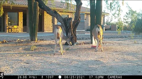 June 21 - July 28 2021 Trail Camera, Tucson, AZ