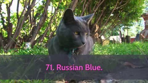 All Cat Breeds A-Z with pictures | All 98 breeds in the world