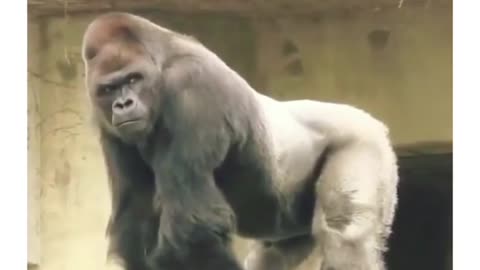 Crazy gorilla 🦍 😂