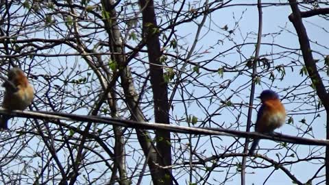 Birds on a wire