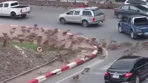 Rival Monkey Gangs Battle In Thailand