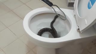 Snake in Toilet