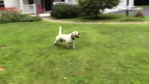 Funny dog video🤣🤣