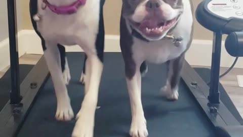 Two Boston Terriers on a Treadmill