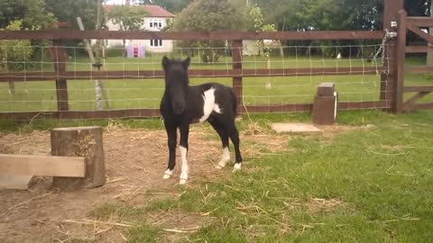 newborn miniature shetland foal gets friendly with young children!