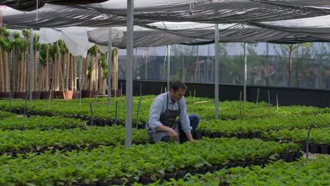 Gardener taking care of plants in a nursery