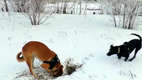 A dog hunting in the snow