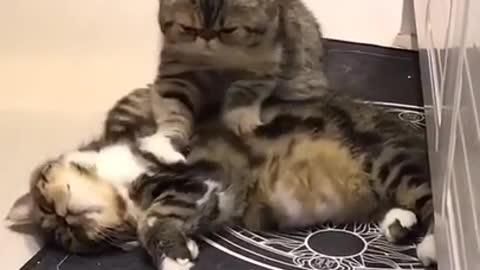 Cat massage