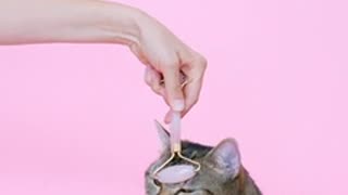 Cat massage - No Copyright Video