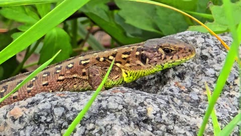 Beautiful lizard lying on a rock / lizard close-up / beautiful reptile.