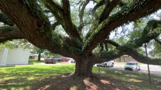 ELEGANT TREE AT WEST BATON ROUGE MUSEUM PORT ALLEN LOUISIANA USA