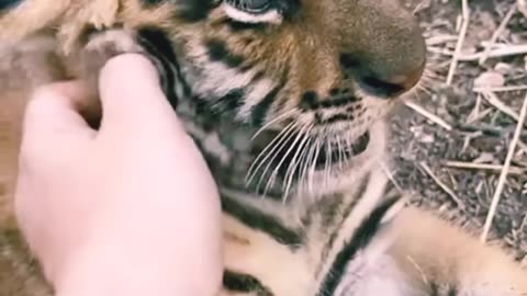 Cuteness 😍 overloaded tiger 🐅 cub