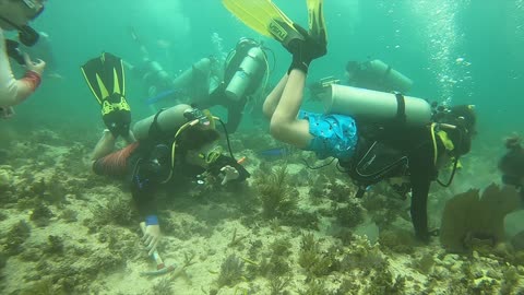 Troop 498: Trailblazers of Sea Base's SCUBA Coral Restoration - Part Two!