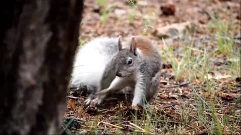 white squirrel