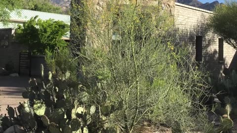 Psalms 3 & 4 Read By Len Paxton (Pics From Sabino Canyon AZ)