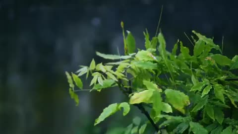 Short video of rain on leaves with thunder, wind and lightening.