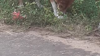 Street Dog Likes Ice-cream