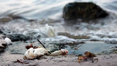 dead fish on polluted shore