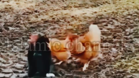 Funny Cat With Chickens